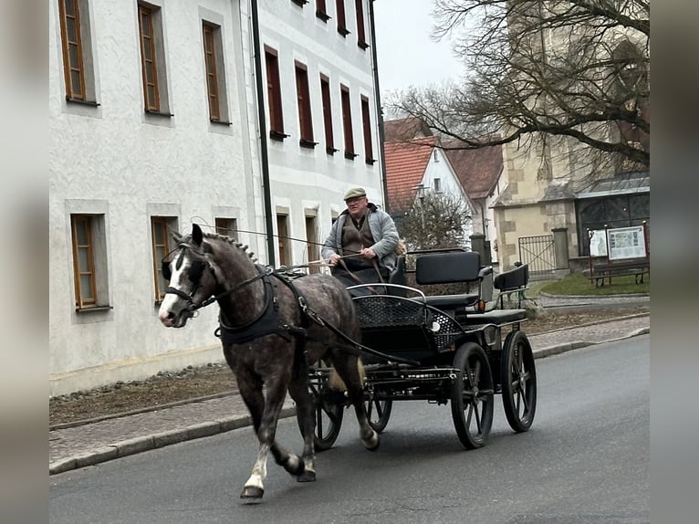 Sang-chaud lourd Croisé Jument 3 Ans 165 cm Gris pommelé in Riedlingen