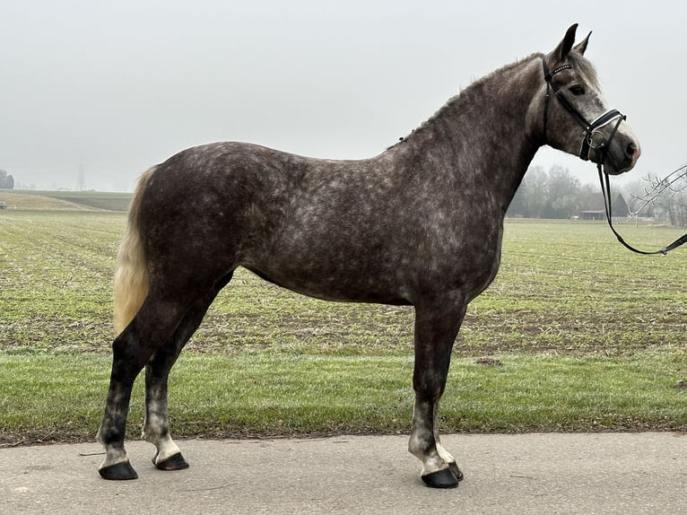 Sang-chaud lourd Croisé Jument 3 Ans 165 cm Gris pommelé in Riedlingen