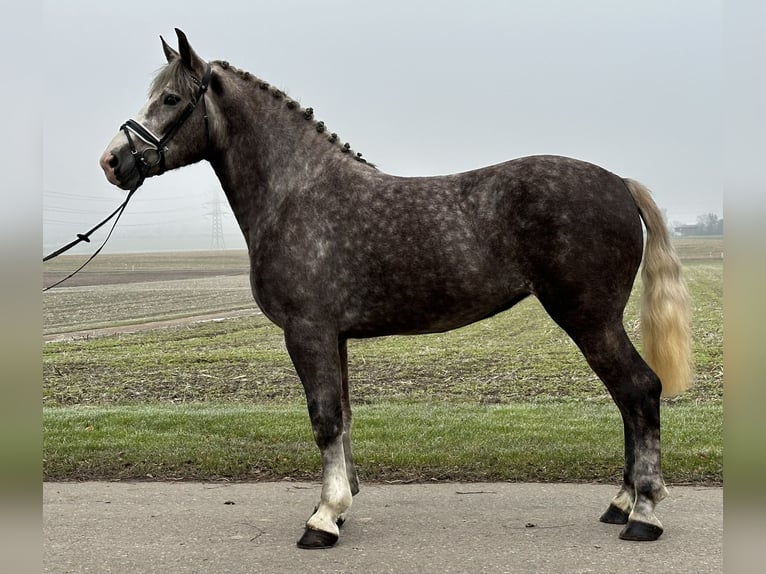 Sang-chaud lourd Croisé Jument 3 Ans 165 cm Gris pommelé in Riedlingen