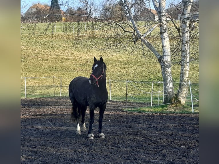 Sang-chaud lourd Jument 4 Ans 154 cm Bai brun foncé in Löbau