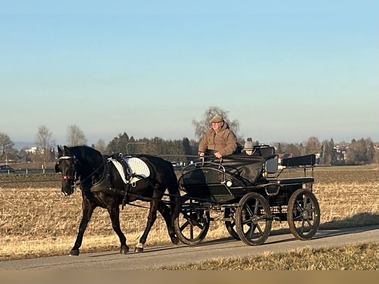 Sang-chaud lourd Croisé Jument 4 Ans 157 cm Noir in Riedlingen