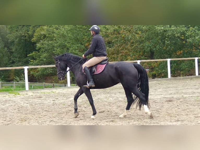 Sang-chaud lourd Jument 4 Ans 163 cm Noir in Kamenz