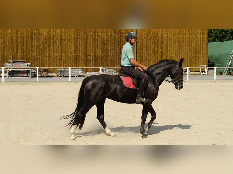 Sang-chaud lourd Jument 4 Ans 163 cm Noir in Kamenz