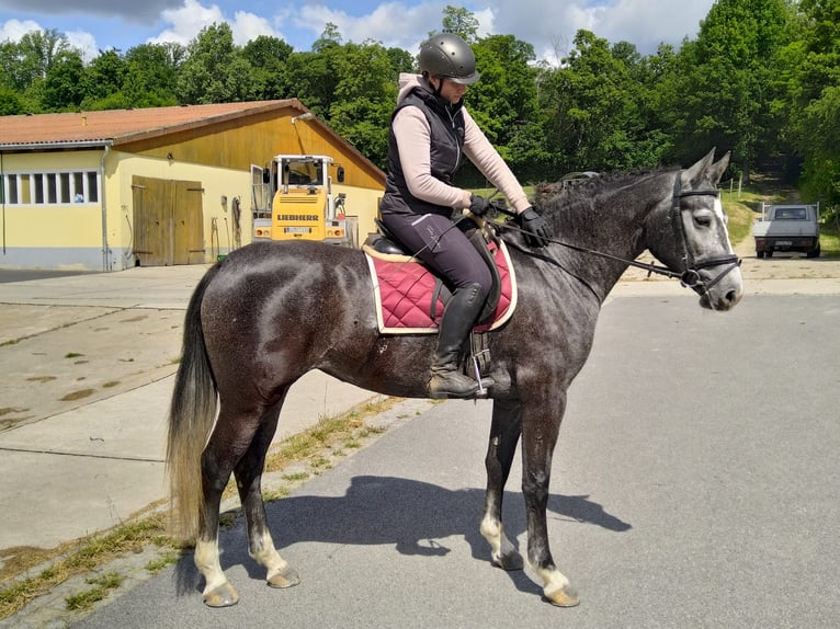 Sang-chaud lourd Jument 4 Ans 164 cm Gris in Kamenz
