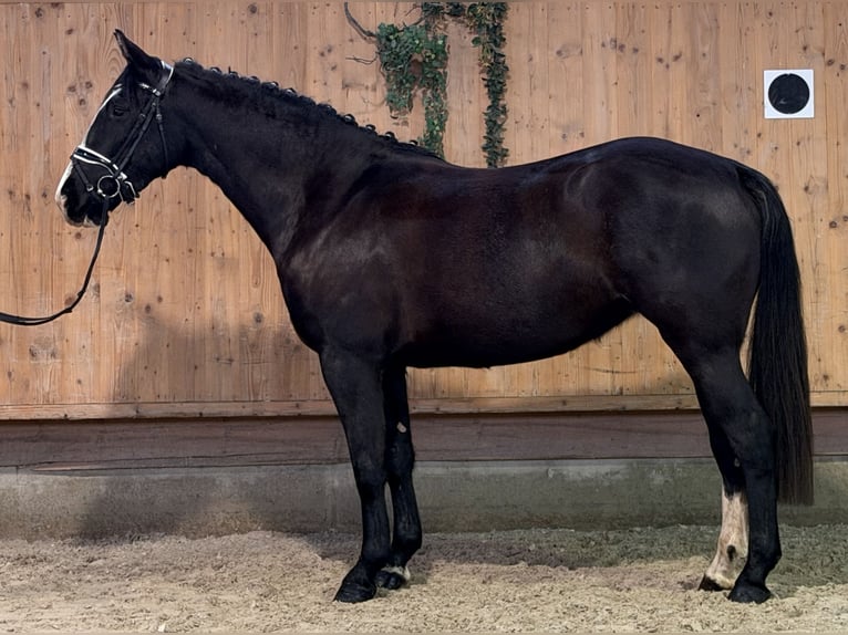 Sang-chaud lourd Jument 4 Ans 165 cm Noir in Riedlingen