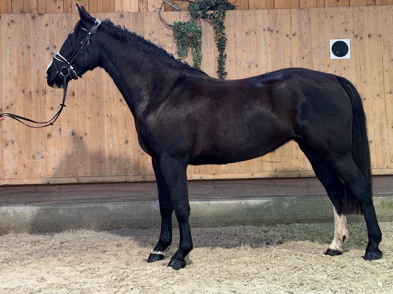 Sang-chaud lourd Jument 4 Ans 165 cm Noir in Riedlingen