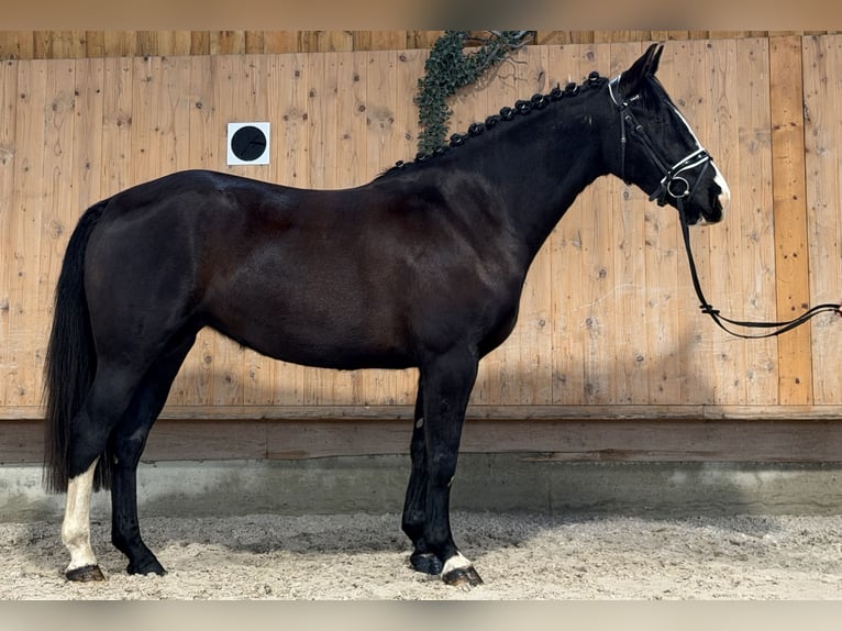 Sang-chaud lourd Jument 4 Ans 165 cm Noir in Riedlingen