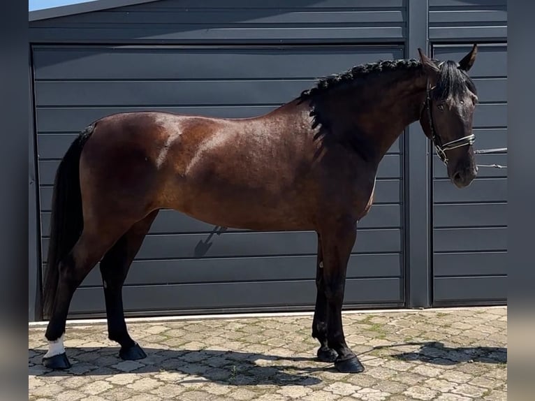 Sang-chaud lourd Jument 4 Ans 165 cm Noir in Leer (Ostfriesland)Leer