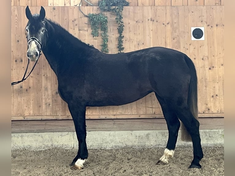 Sang-chaud lourd Jument 4 Ans 166 cm Gris noir in Riedlingen