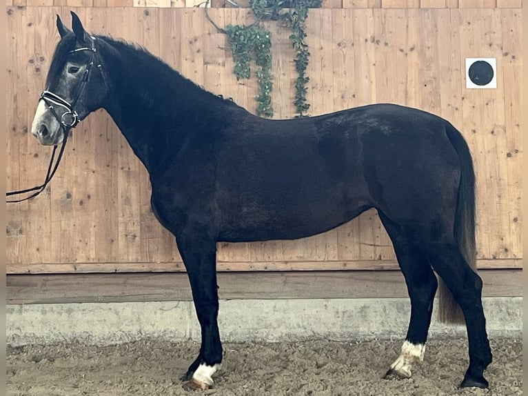 Sang-chaud lourd Jument 4 Ans 166 cm Gris noir in Riedlingen