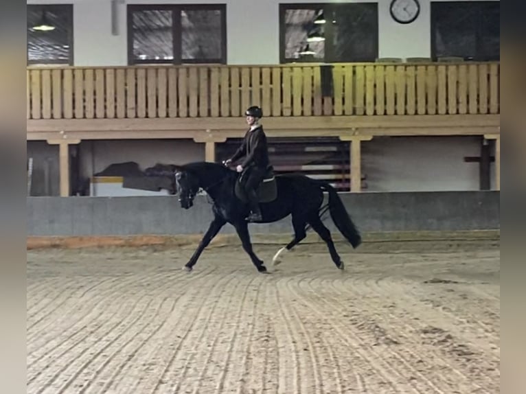 Sang-chaud lourd Jument 4 Ans 166 cm Noir in Burgstädt