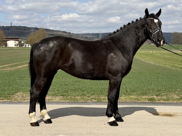 Sang-chaud lourd Jument 4 Ans 167 cm Noir in Riedlingen