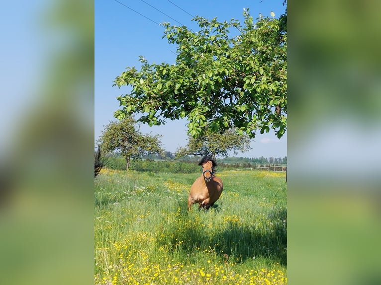 Sang-chaud lourd Croisé Jument 5 Ans 153 cm Isabelle in Kaisersbach