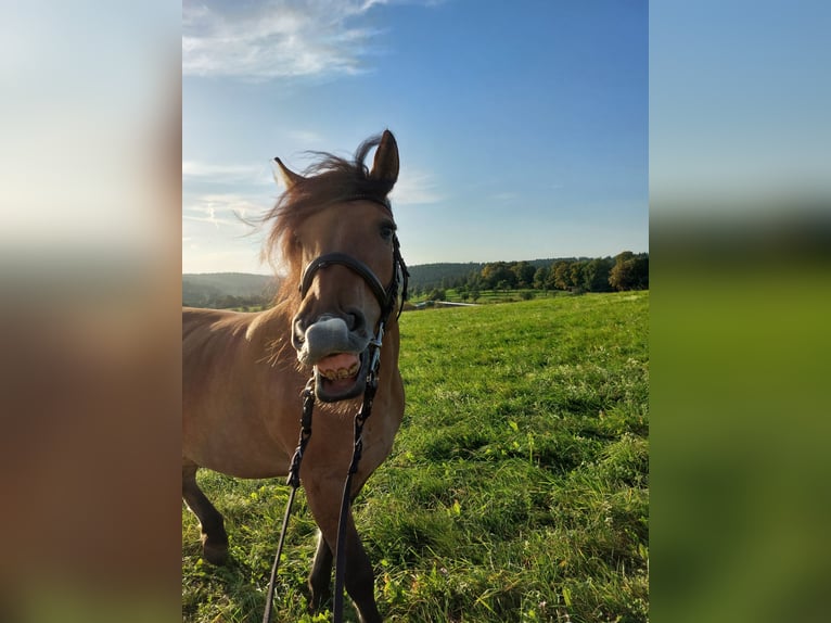 Sang-chaud lourd Croisé Jument 5 Ans 153 cm Isabelle in Kaisersbach