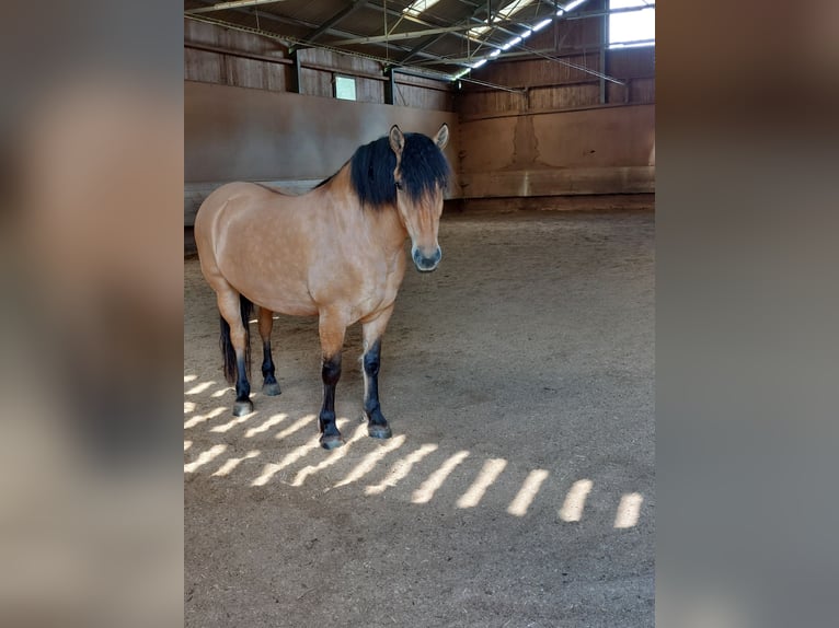 Sang-chaud lourd Croisé Jument 5 Ans 153 cm Isabelle in Kaisersbach