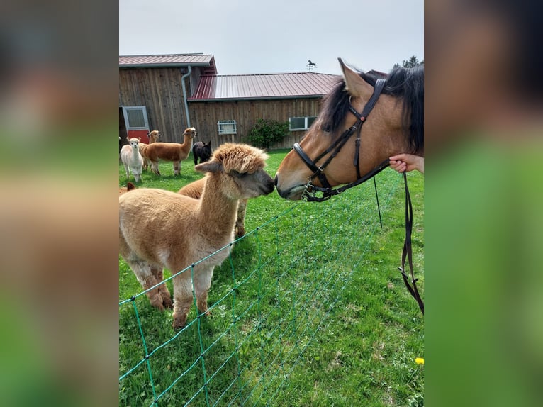 Sang-chaud lourd Croisé Jument 5 Ans 153 cm Isabelle in Kaisersbach