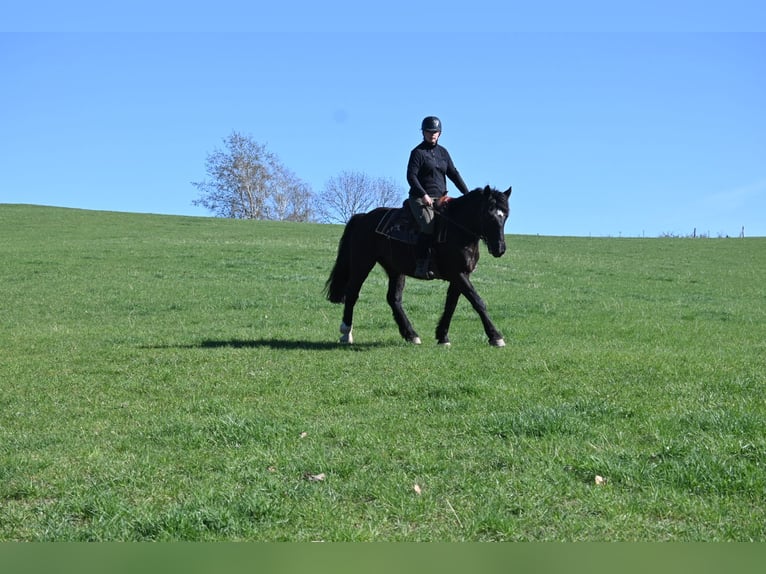 Sang-chaud lourd Jument 5 Ans 160 cm Noir in Liebstadt