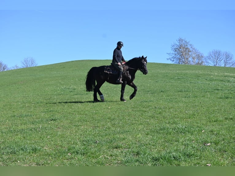 Sang-chaud lourd Jument 5 Ans 160 cm Noir in Liebstadt