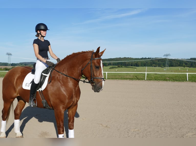 Sang-chaud lourd Jument 5 Ans 162 cm Alezan in Ganschow
