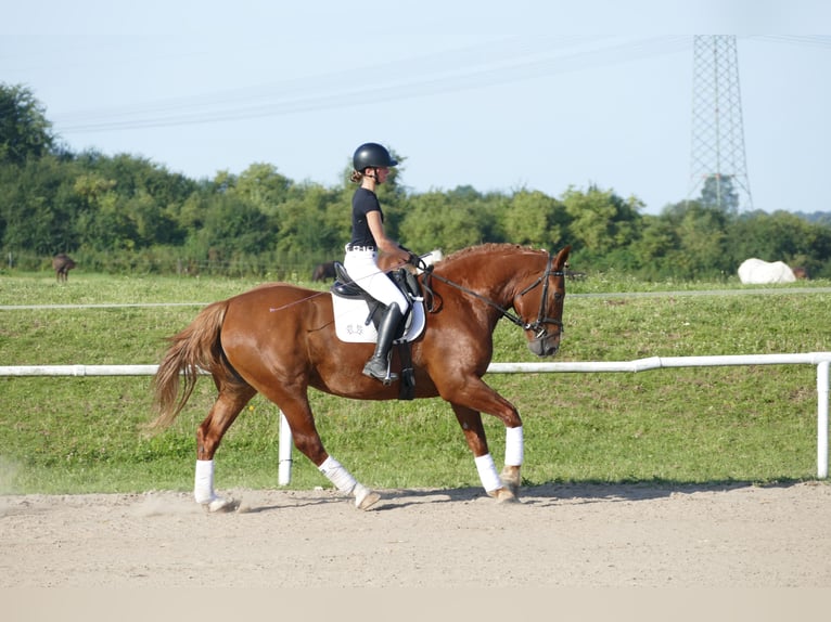Sang-chaud lourd Jument 5 Ans 162 cm Alezan in Ganschow