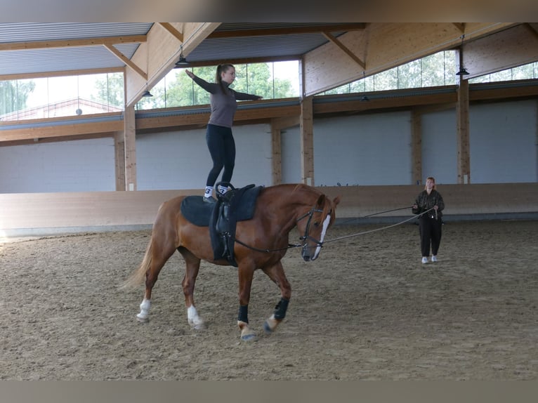 Sang-chaud lourd Jument 5 Ans 162 cm Alezan in Ganschow