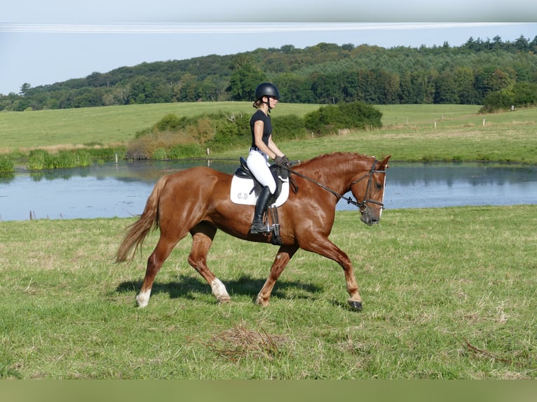 Sang-chaud lourd Jument 5 Ans 162 cm Alezan in Ganschow