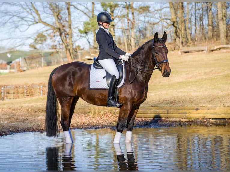 Sang-chaud lourd Jument 5 Ans 165 cm Bai in Moritzburg