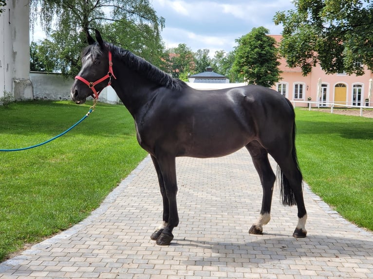 Sang-chaud lourd Jument 5 Ans 165 cm Noir in Pyrbaum