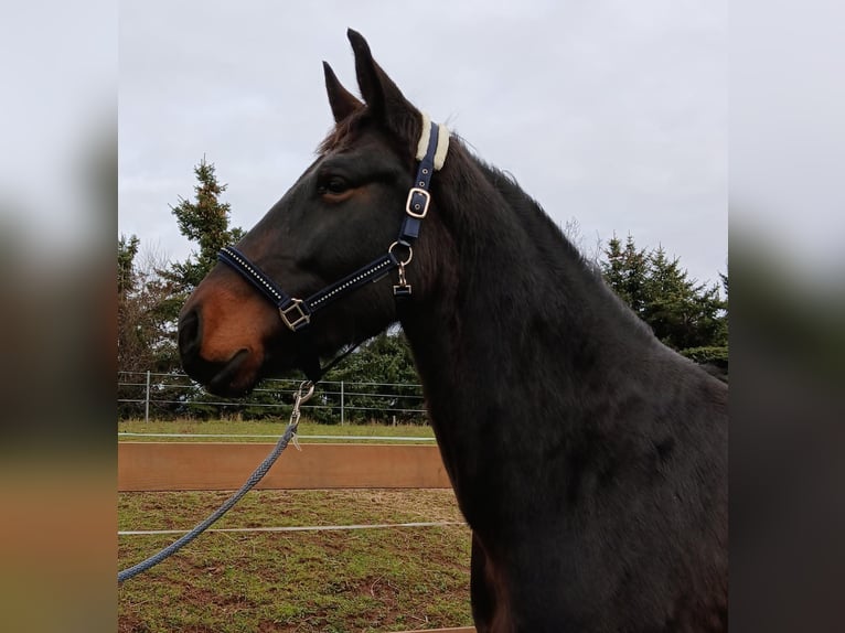 Sang-chaud lourd Jument 5 Ans 168 cm Bai brun in Zwickau