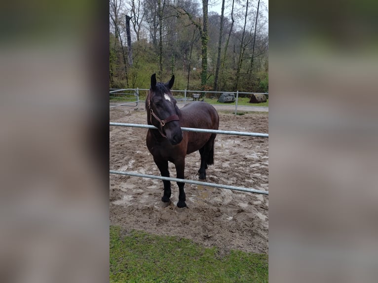 Sang-chaud lourd Jument 5 Ans 169 cm Bai brun in Haan