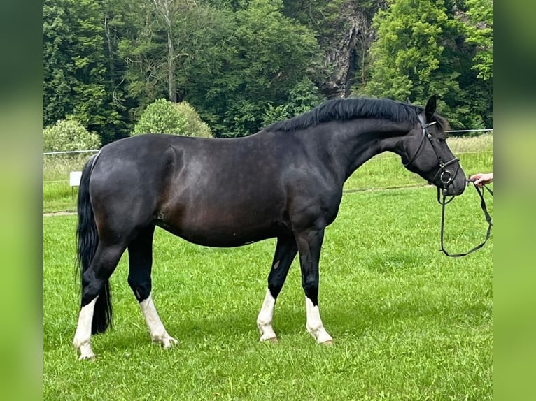 Sang-chaud lourd Jument 6 Ans 161 cm Noir in Tulln