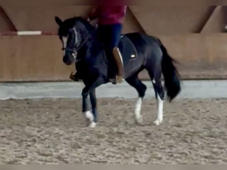Sang-chaud lourd Jument 6 Ans 161 cm Noir in Tulln