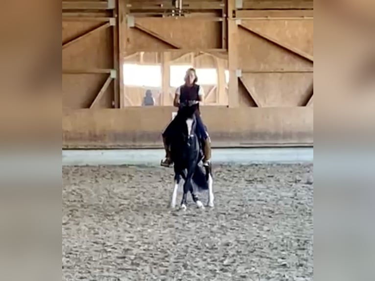 Sang-chaud lourd Jument 6 Ans 162 cm Noir in Tulln