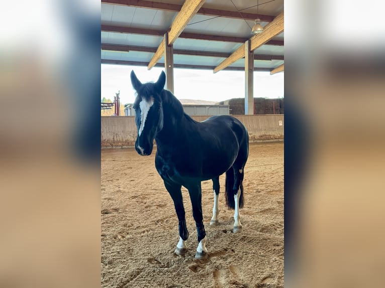 Sang-chaud lourd Jument 6 Ans 162 cm Noir in Tulln