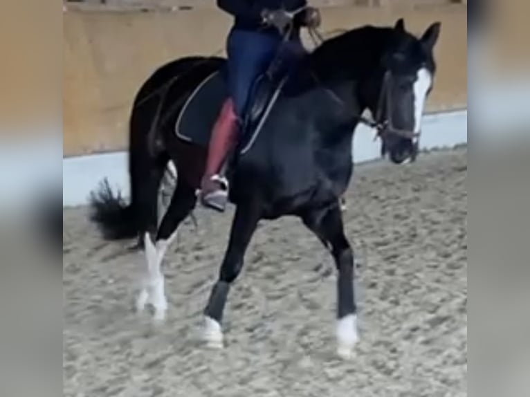 Sang-chaud lourd Jument 6 Ans 162 cm Noir in Tulln