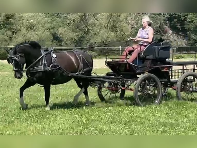Sang-chaud lourd Jument 6 Ans 162 cm Noir in Tulln
