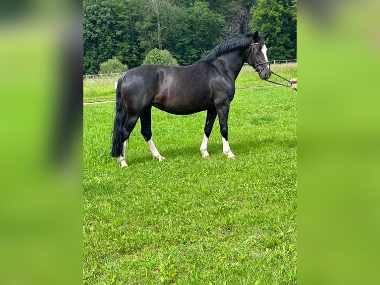 Sang-chaud lourd Jument 6 Ans 162 cm Noir in Tulln