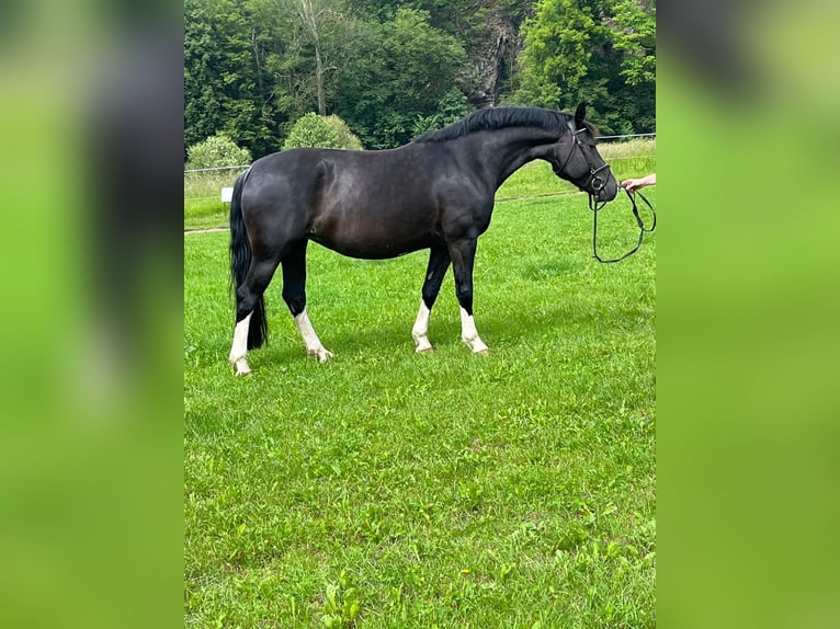 Sang-chaud lourd Jument 6 Ans 162 cm Noir in Tulln