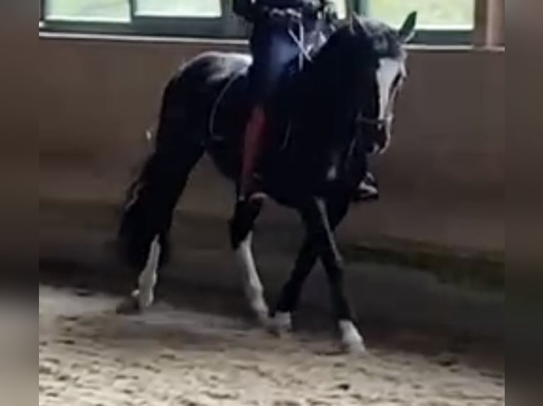 Sang-chaud lourd Jument 6 Ans 162 cm Noir in Tulln