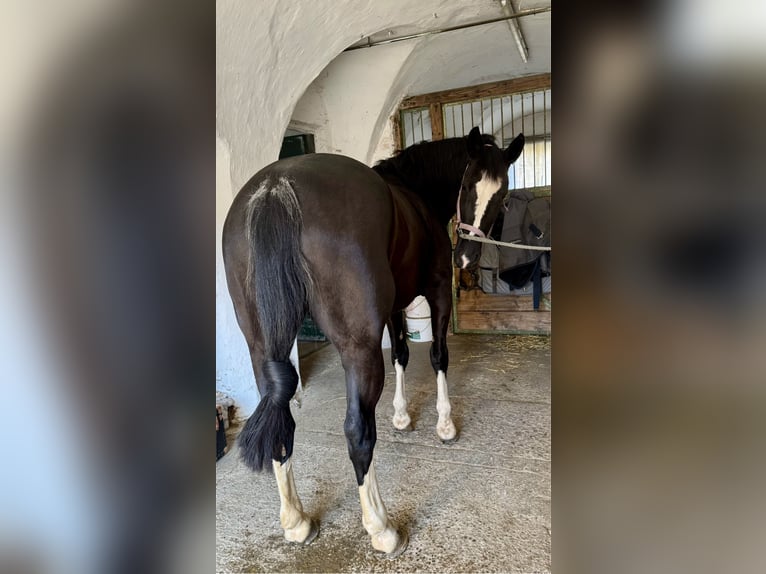 Sang-chaud lourd Jument 6 Ans 162 cm Noir in Tulln