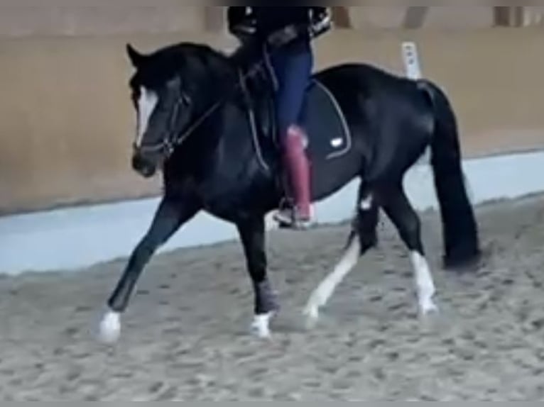 Sang-chaud lourd Jument 6 Ans 162 cm Noir in Tulln