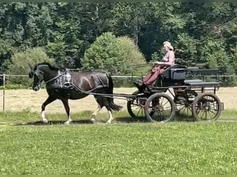Sang-chaud lourd Jument 6 Ans 162 cm Noir in Tulln