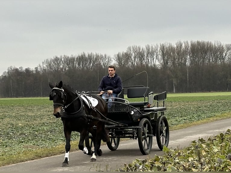 Sang-chaud lourd Jument 6 Ans 164 cm Bai brun in Riedlingen