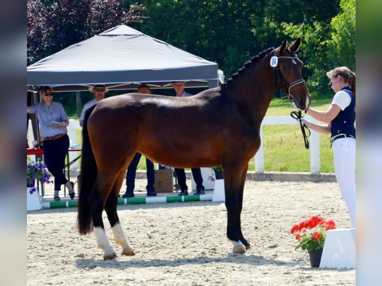 Sang-chaud lourd Jument 6 Ans 164 cm Bai in Erfurt