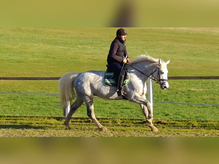 Sang-chaud lourd Jument 6 Ans 165 cm Gris in Kamenz