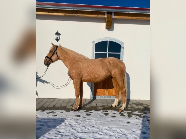 Sang-chaud lourd Croisé Jument 6 Ans 165 cm Palomino in Westerheim