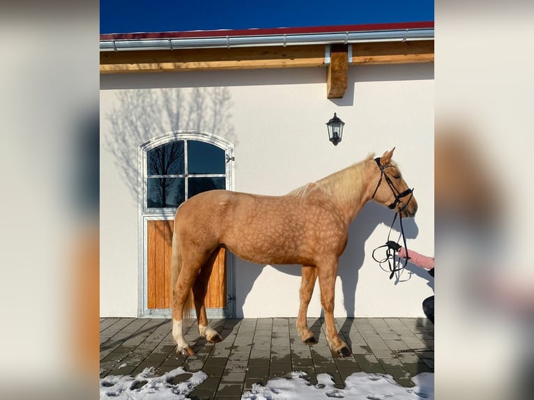 Sang-chaud lourd Croisé Jument 6 Ans 165 cm Palomino in Westerheim