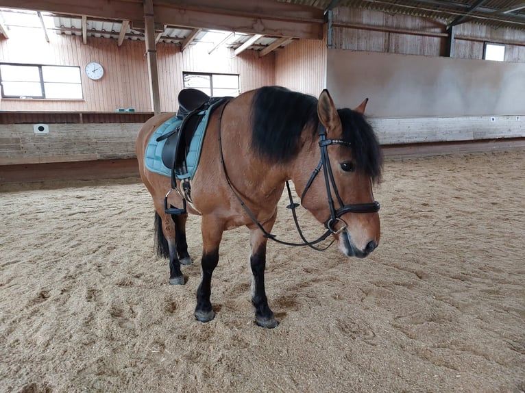 Sang-chaud lourd Jument 7 Ans 149 cm Isabelle in Kaisersbach