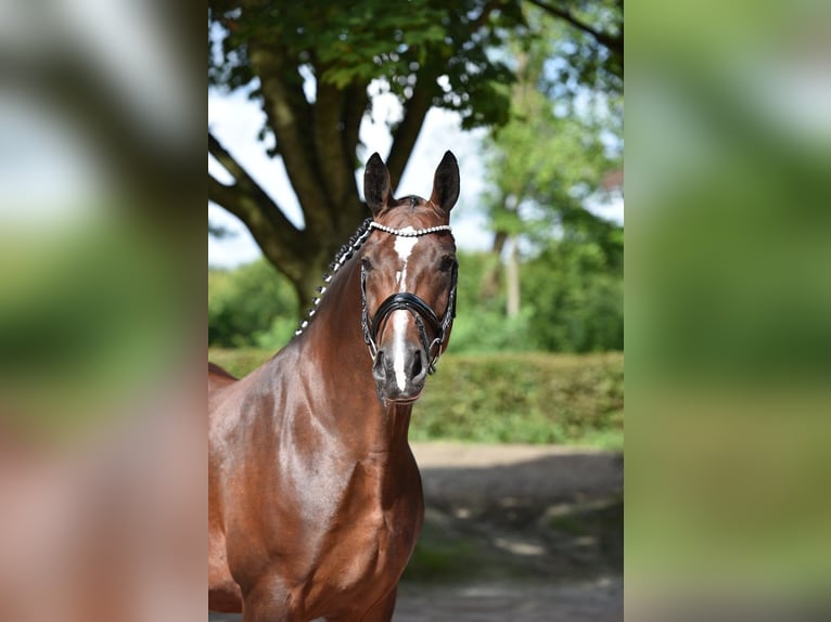 Sang-chaud lourd Jument 7 Ans 167 cm Bai in Visbek