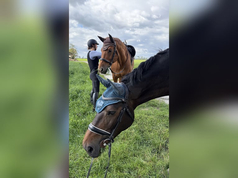 Sang-chaud lourd Jument 7 Ans 170 cm Bai brun foncé in Leuna